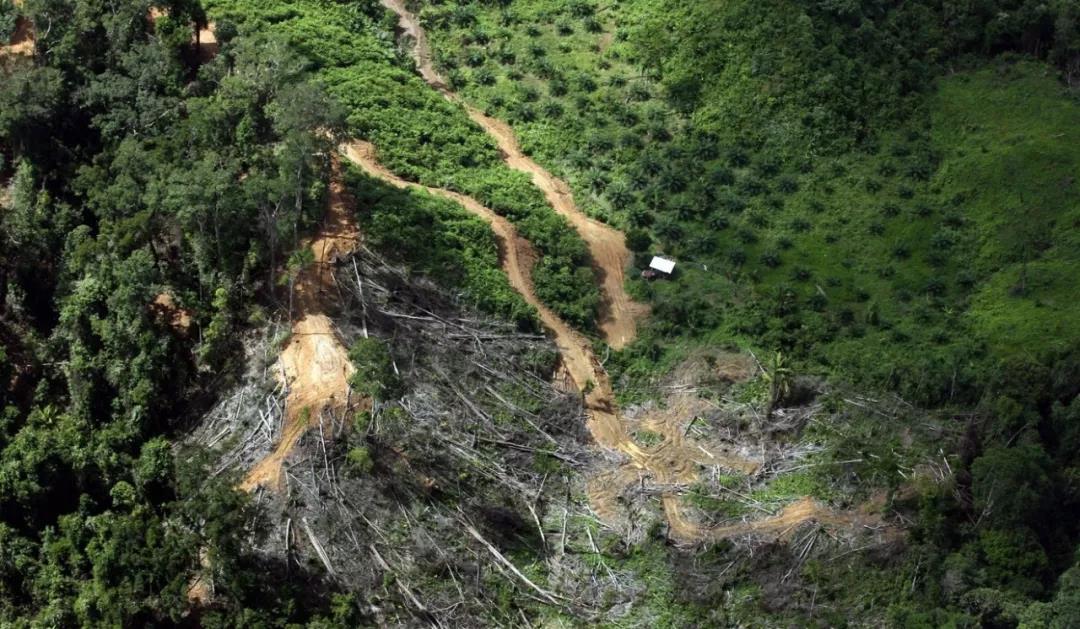 2020年東京奧運(yùn)會(huì)使用馬來西亞和印尼雨林木材引(圖2)